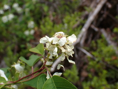 Blaesodiplosis