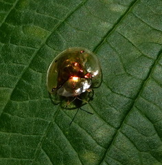 Aspidimorpha sanctaecrucis