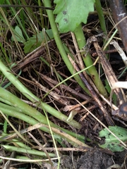 Hylotelephium maximum × spectabile