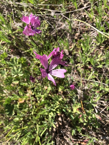 iNaturalist observation photo of checkerbloom