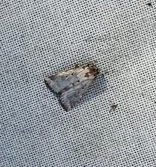 Hypenodes fractilinea