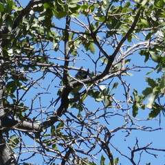 Baeolophus wollweberi