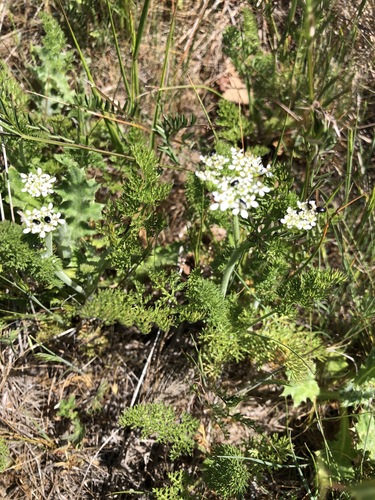 iNaturalist observation photo of Shepherd's-needle