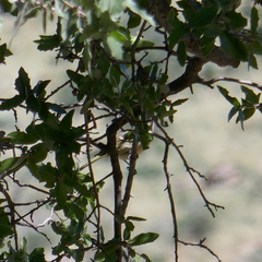 Baeolophus wollweberi