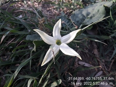 Jaborosa integrifolia