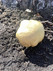 Buchwaldoboletus sphaerocephalus