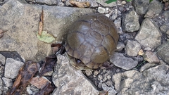 Terrapene carolina
