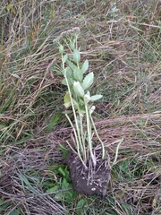 Hylotelephium maximum × spectabile