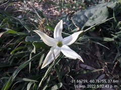 Jaborosa integrifolia