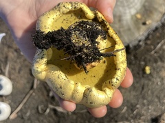 Buchwaldoboletus sphaerocephalus