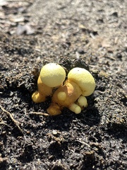 Buchwaldoboletus sphaerocephalus