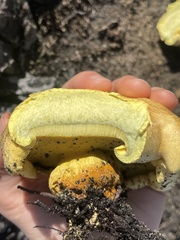 Buchwaldoboletus sphaerocephalus