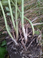 Hylotelephium maximum × spectabile