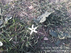 Jaborosa integrifolia