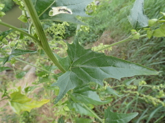 Atriplex sagittata