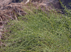 Gutierrezia microcephala
