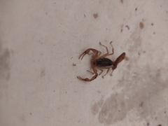 Centruroides vittatus