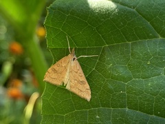 Udea profundalis