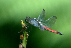 Libellula herculea