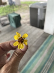 Thelesperma filifolium