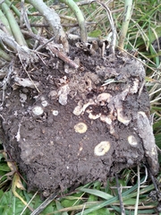 Hylotelephium maximum × spectabile