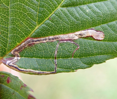 Stigmella aurella