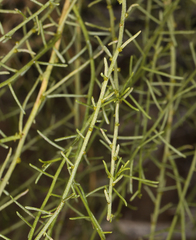Gutierrezia microcephala