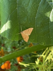 Udea profundalis