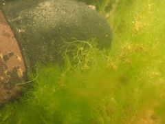 Cladophora glomerata
