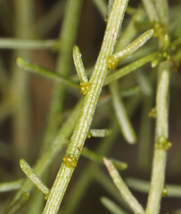 Gutierrezia microcephala
