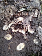 Hylotelephium maximum × spectabile