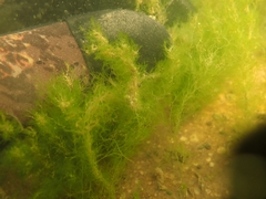 Cladophora glomerata