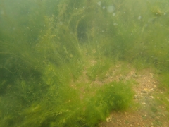 Cladophora glomerata