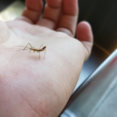 Reduviidae