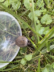 Microtus