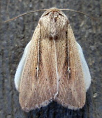 Leucania phragmitidicola