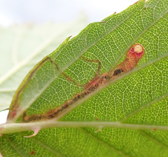 Stigmella aurella