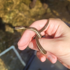 Regina septemvittata