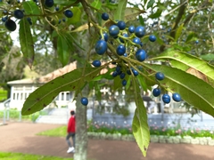 Elaeocarpus reticulatus