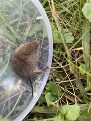 Microtus