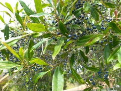 Elaeocarpus reticulatus