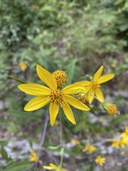 Silphium asteriscus