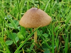 Conocybe tenera