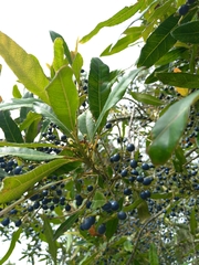 Elaeocarpus reticulatus