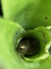 Trachycephalus mesophaeus