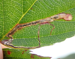 Stigmella aurella