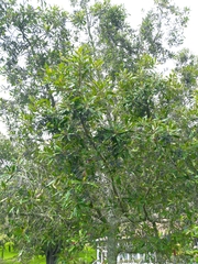 Elaeocarpus reticulatus