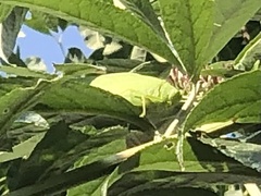 Microcentrum rhombifolium