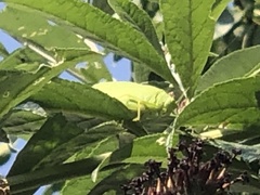 Microcentrum rhombifolium