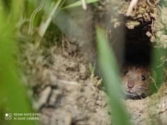 Microtus arvalis